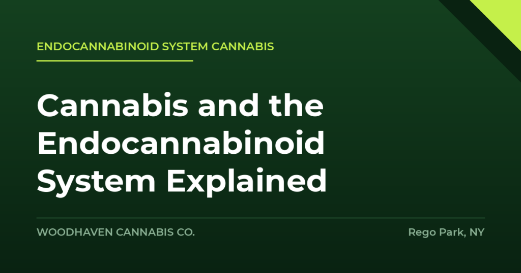 endocannabinoid system cannabis - Cannabis and the Endocannabinoid System Explained